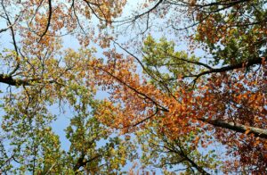 鉄分無添加のおやつはどこで購入できる？